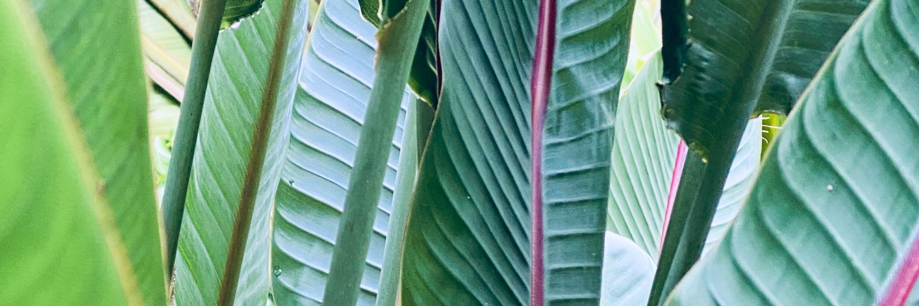 Makaloa808