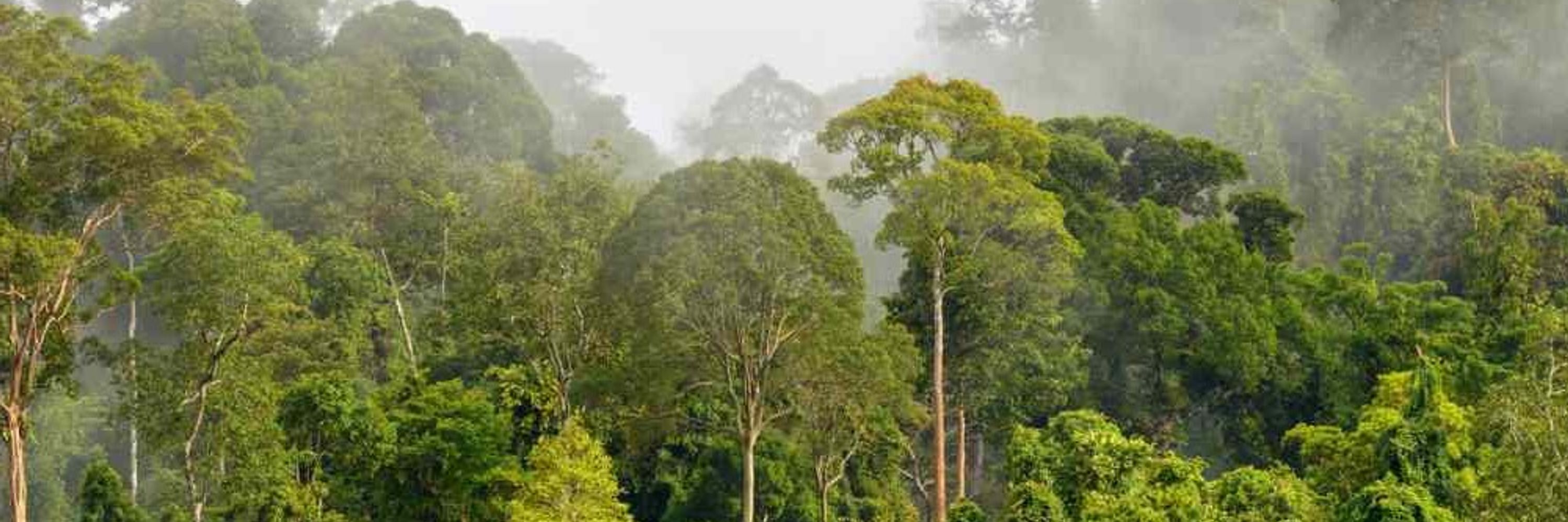 Mongabay Indonesia