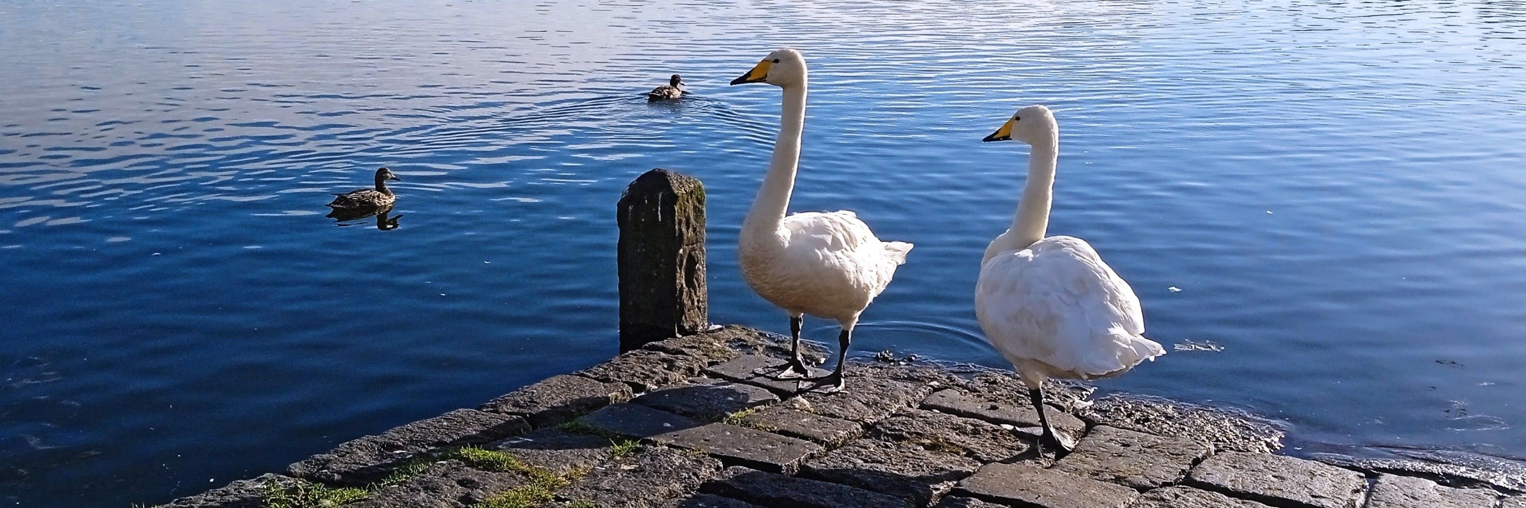 Wind-Bird