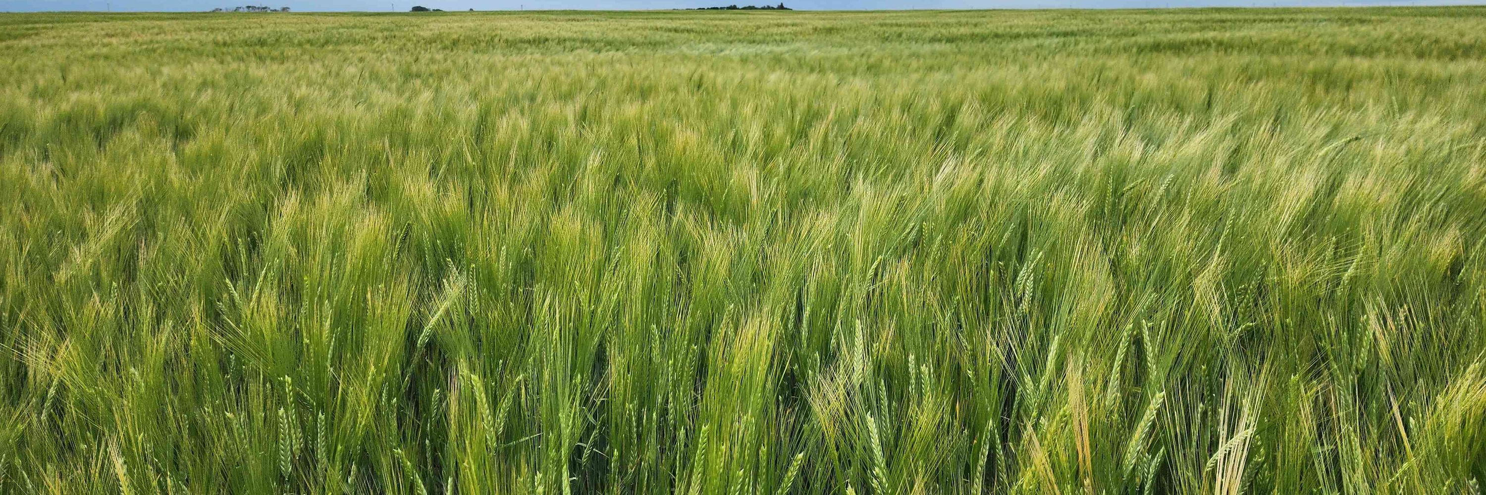 Thomas Baldwin - Barley Pathologist NDSU
