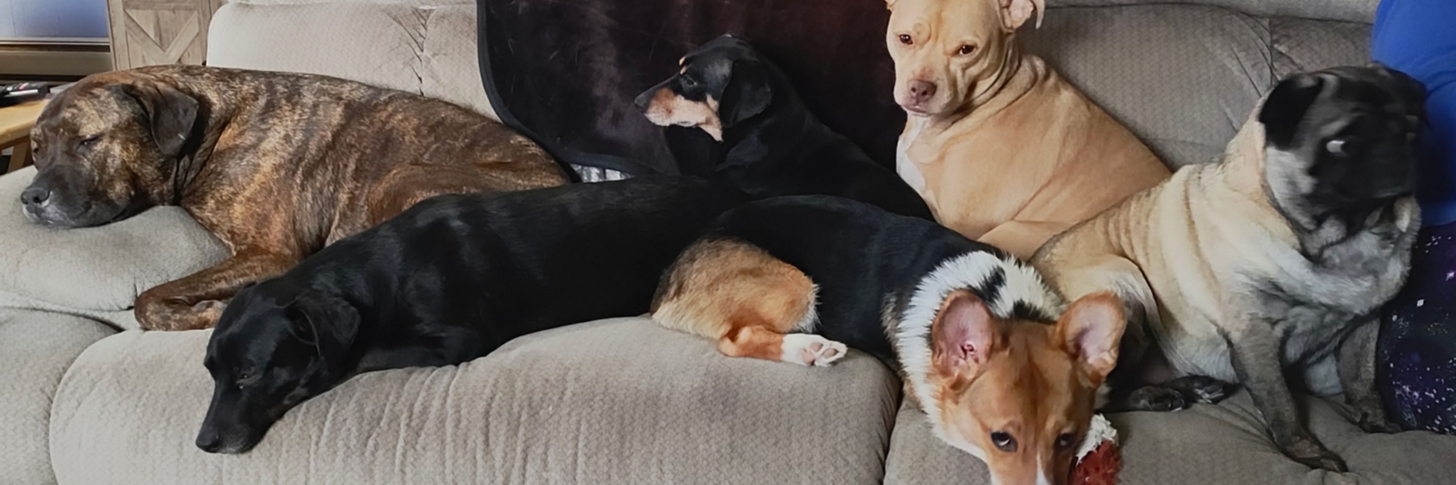 Baylee Da Corgi & Furry Family