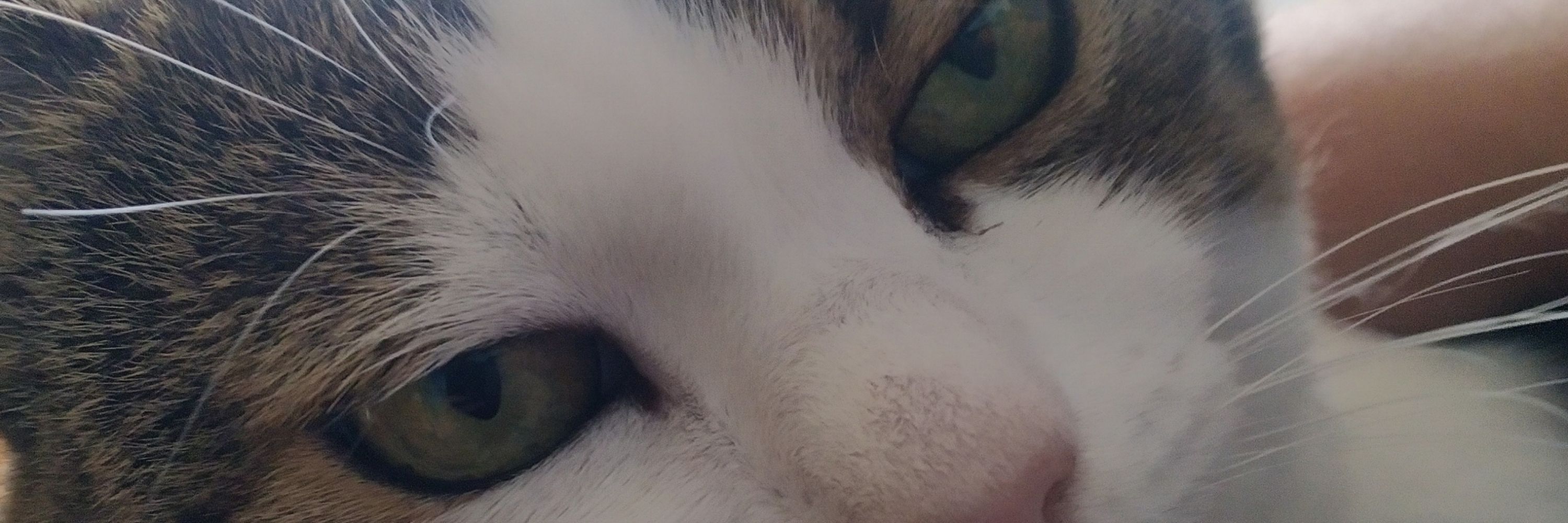 Θεία Πίτσα 😼😽🙀😿😾😹😸😺