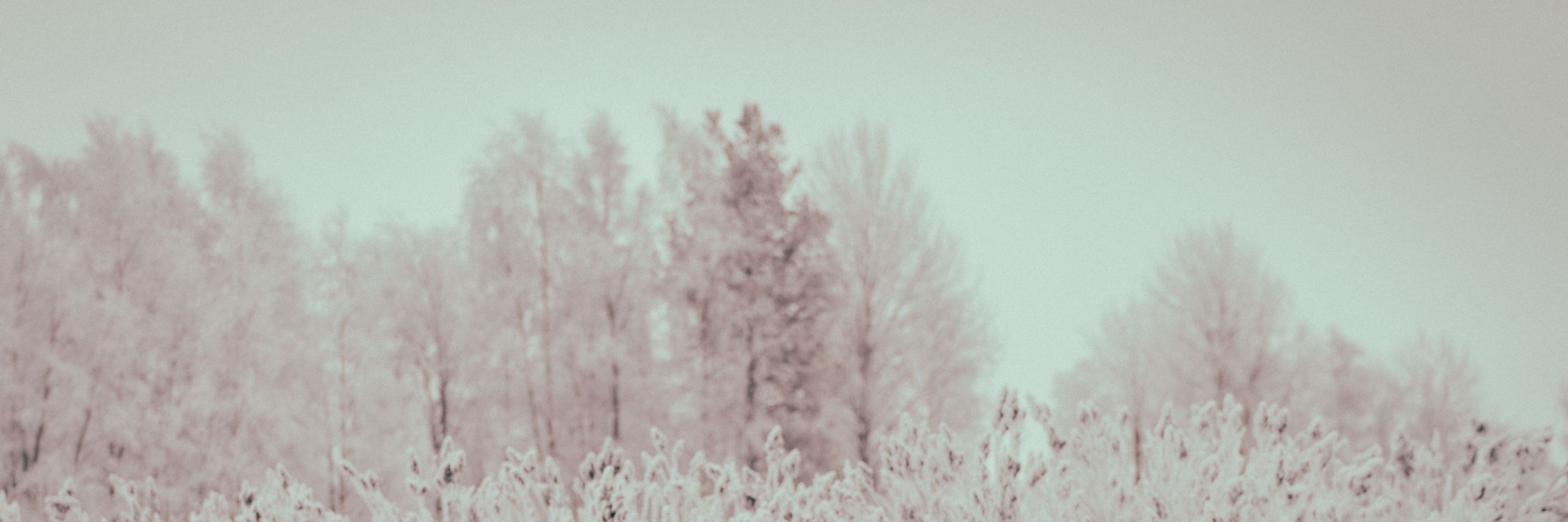 Päivi Soini