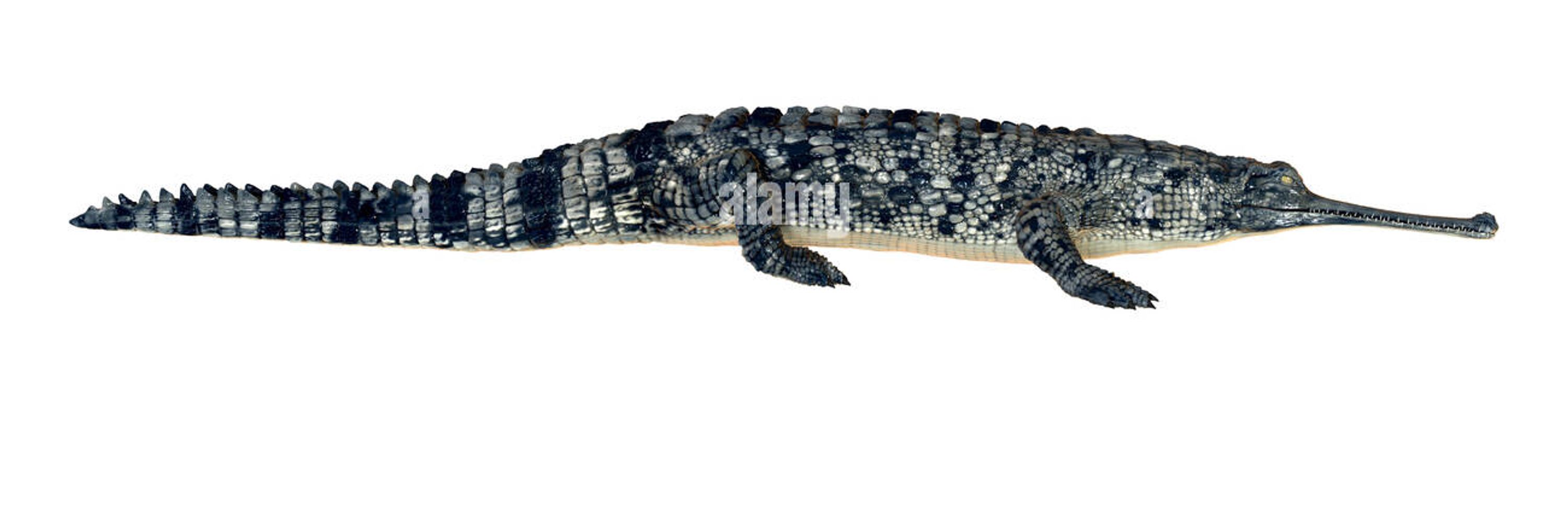 Gaelzada