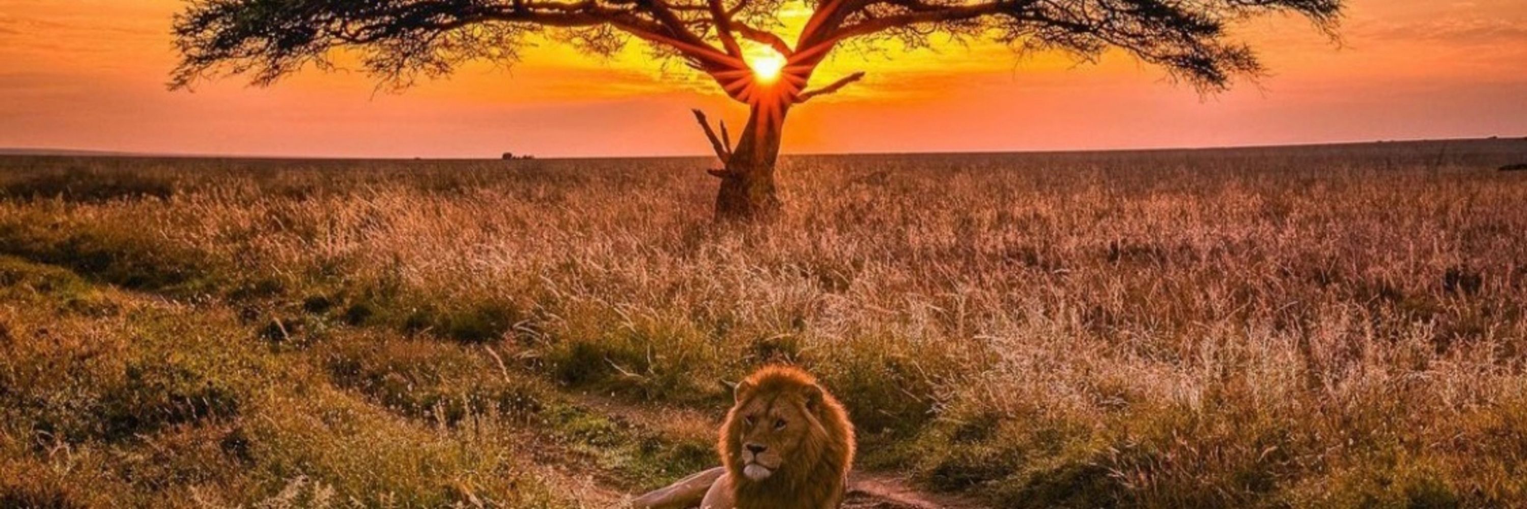 Kafui 🦁