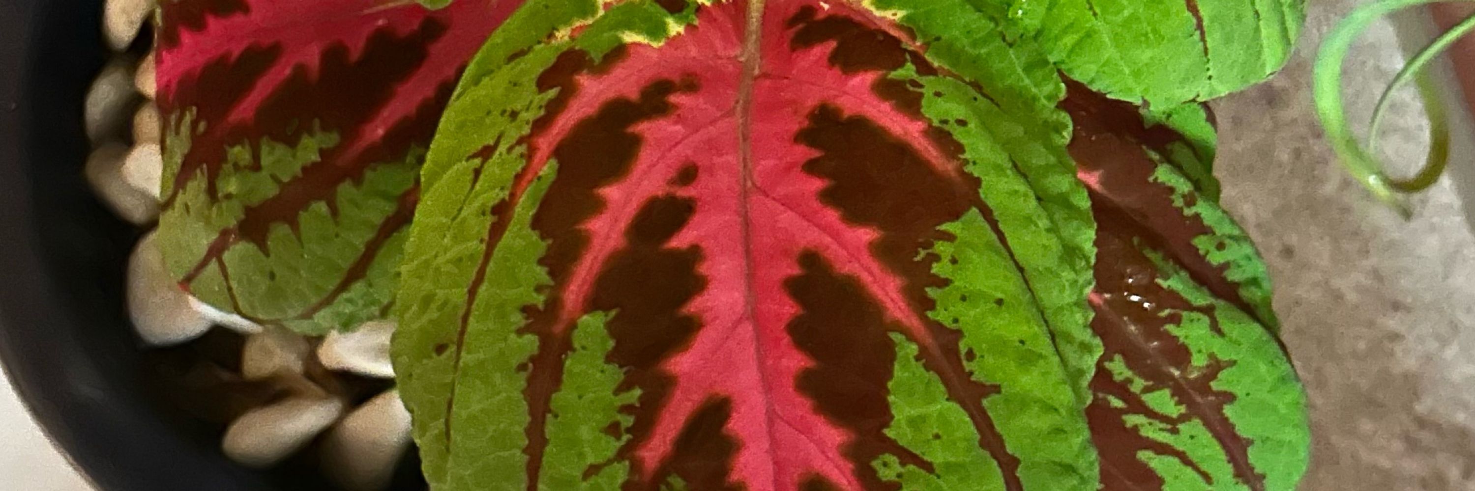 P.Galba 