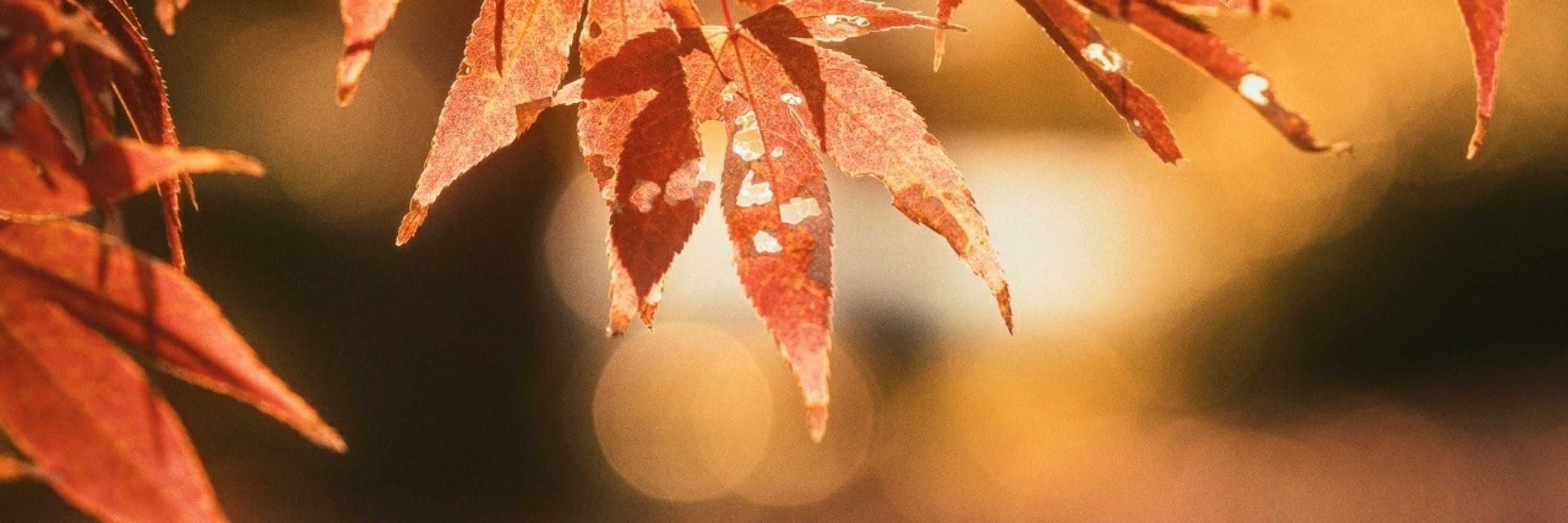 황금박