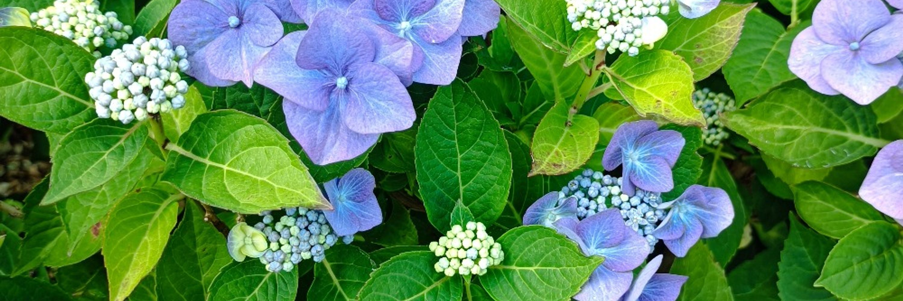 flora