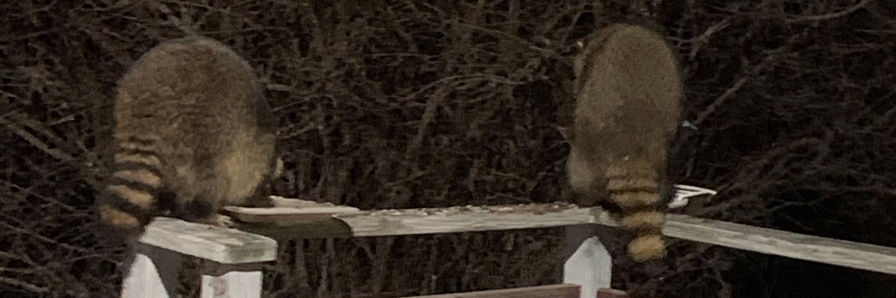 Terri Anderson