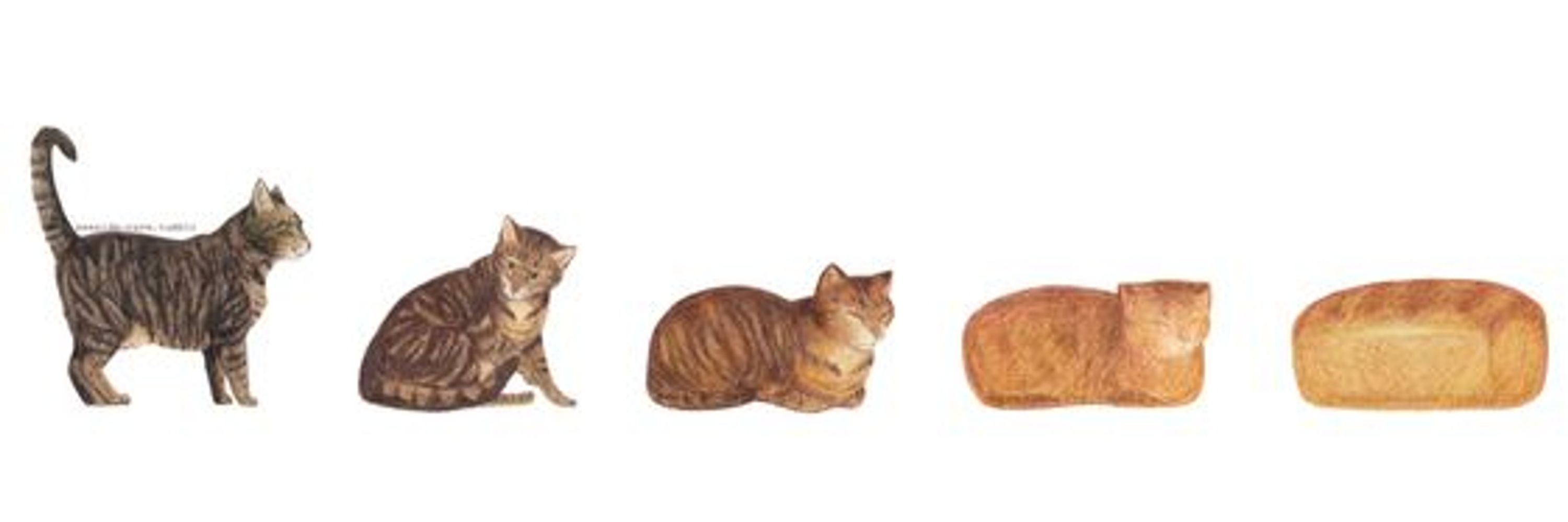 Rain | #1 cat love