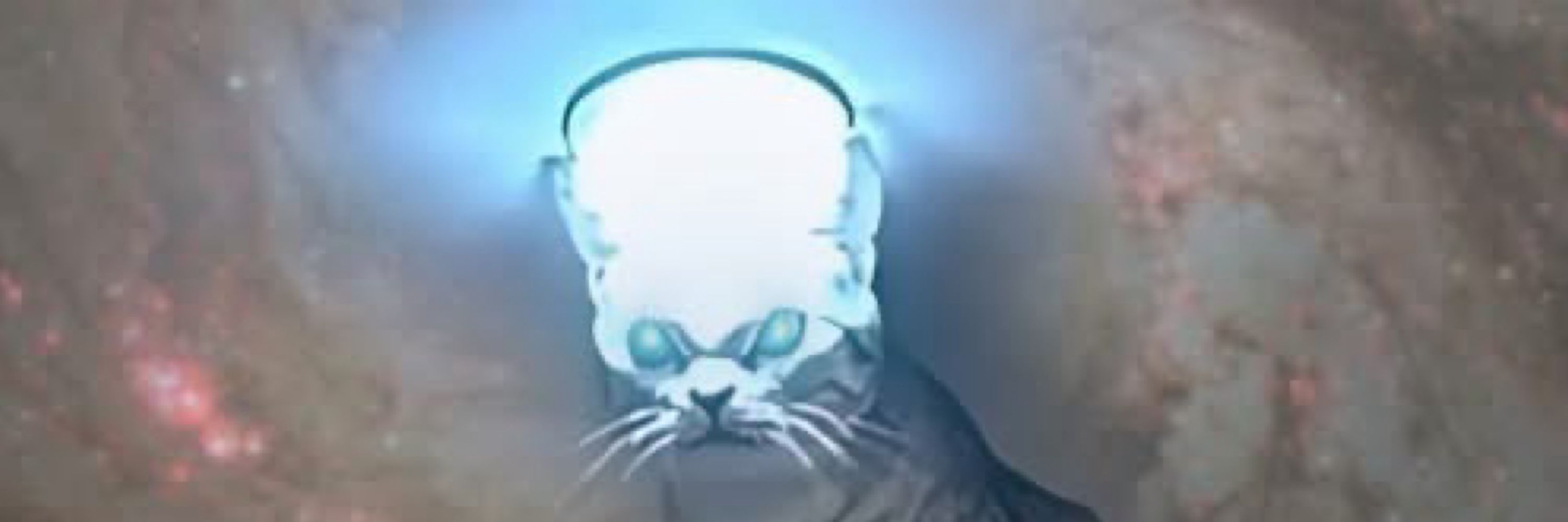 Nat’s Stray Cat Collection
