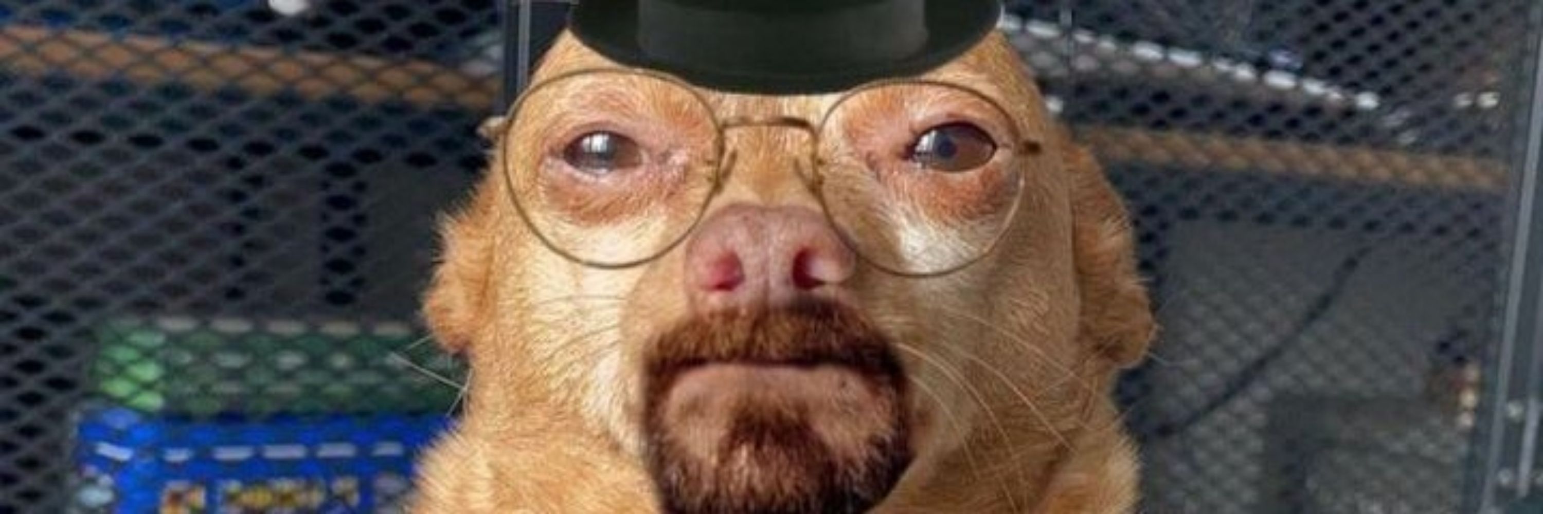 Jst_clownfax