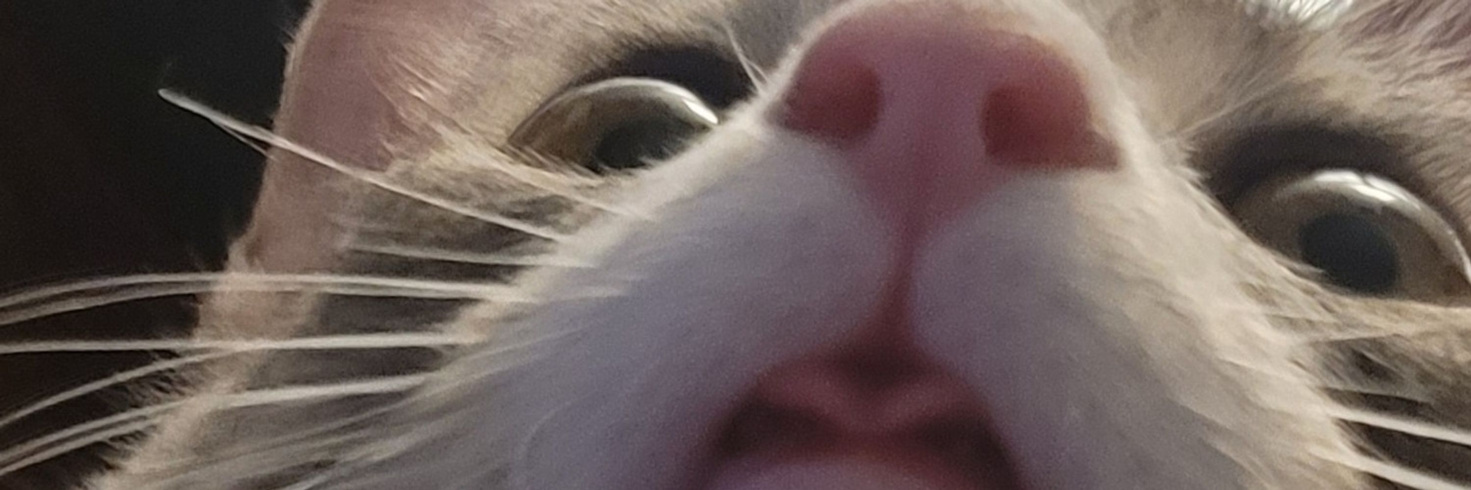 Eefa