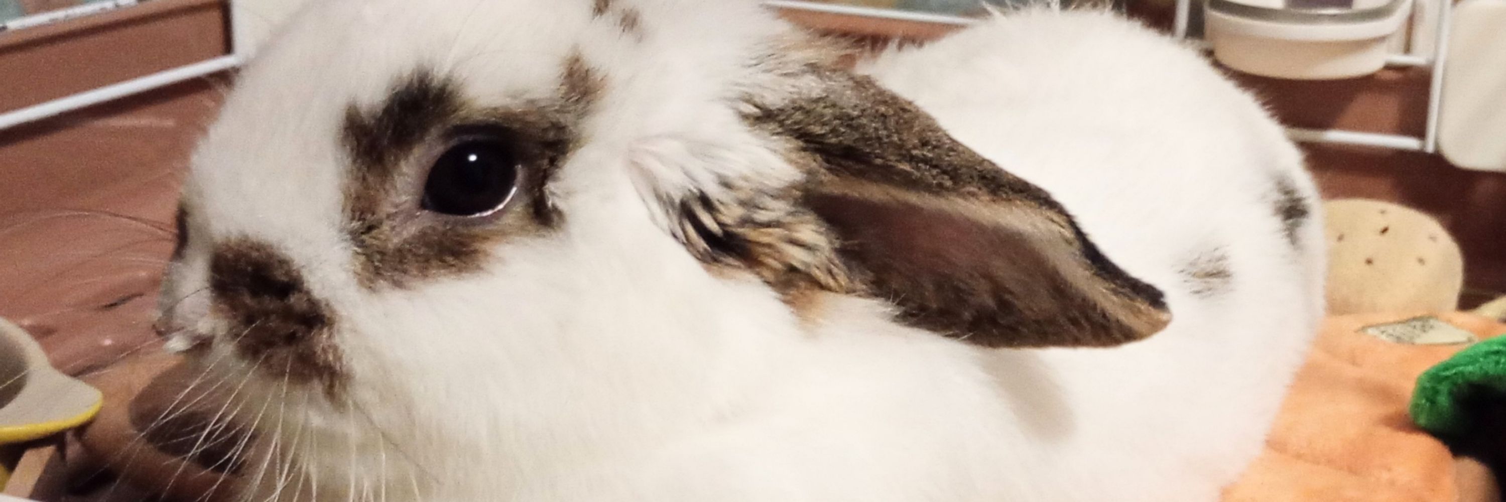 つきくま🐰