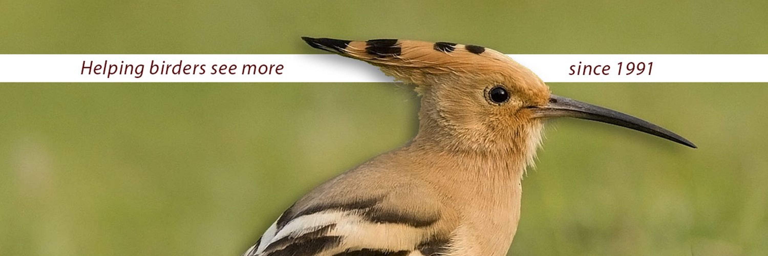 RareBirdAlert