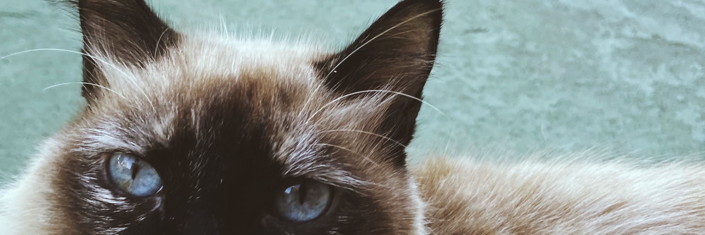 juju 