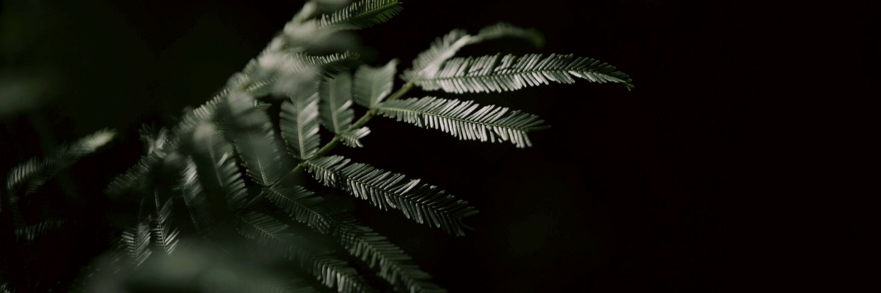 Neosthetic Production