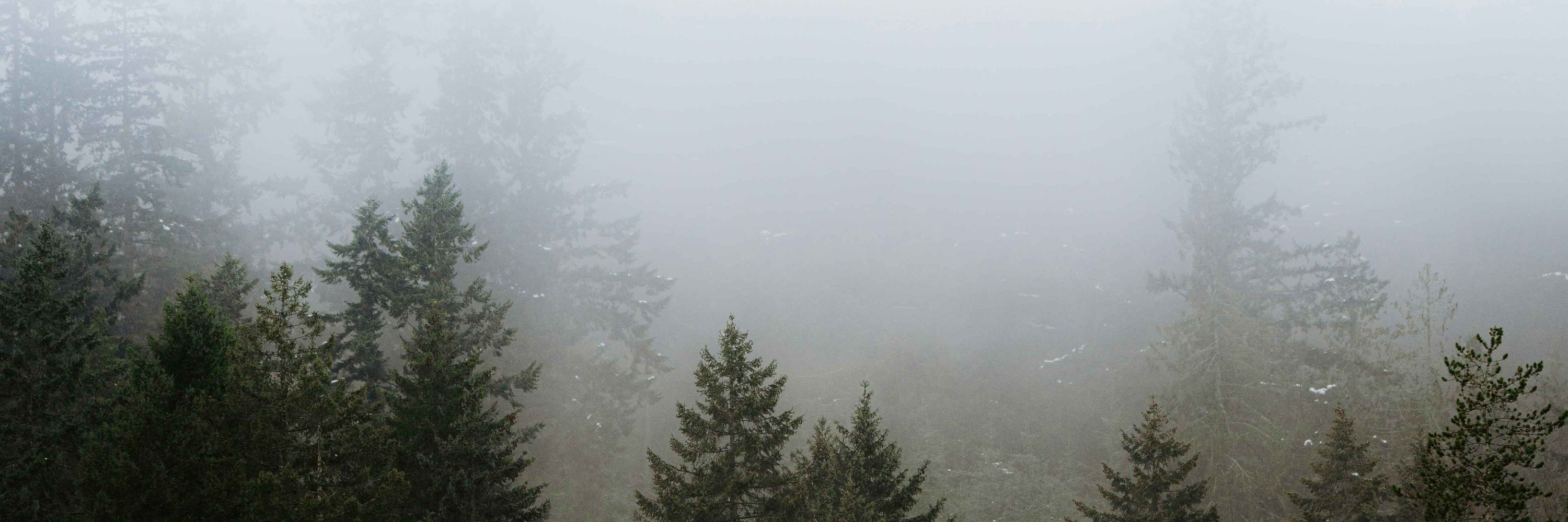 weepy spruce