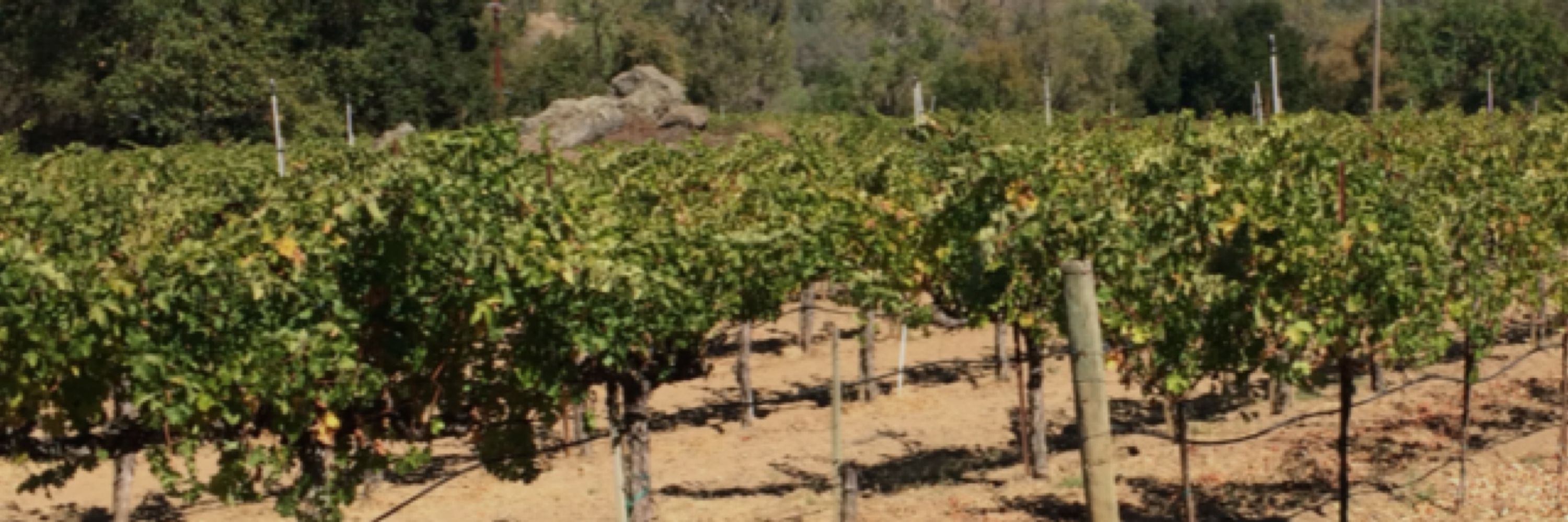 Ole wine drinker