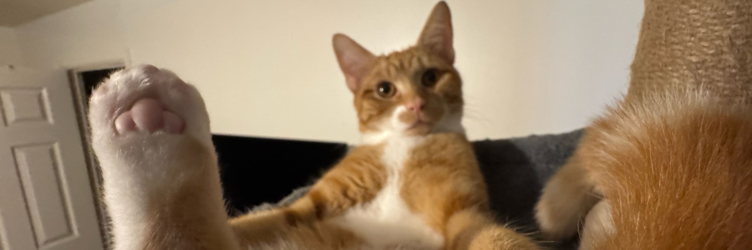 Flynn