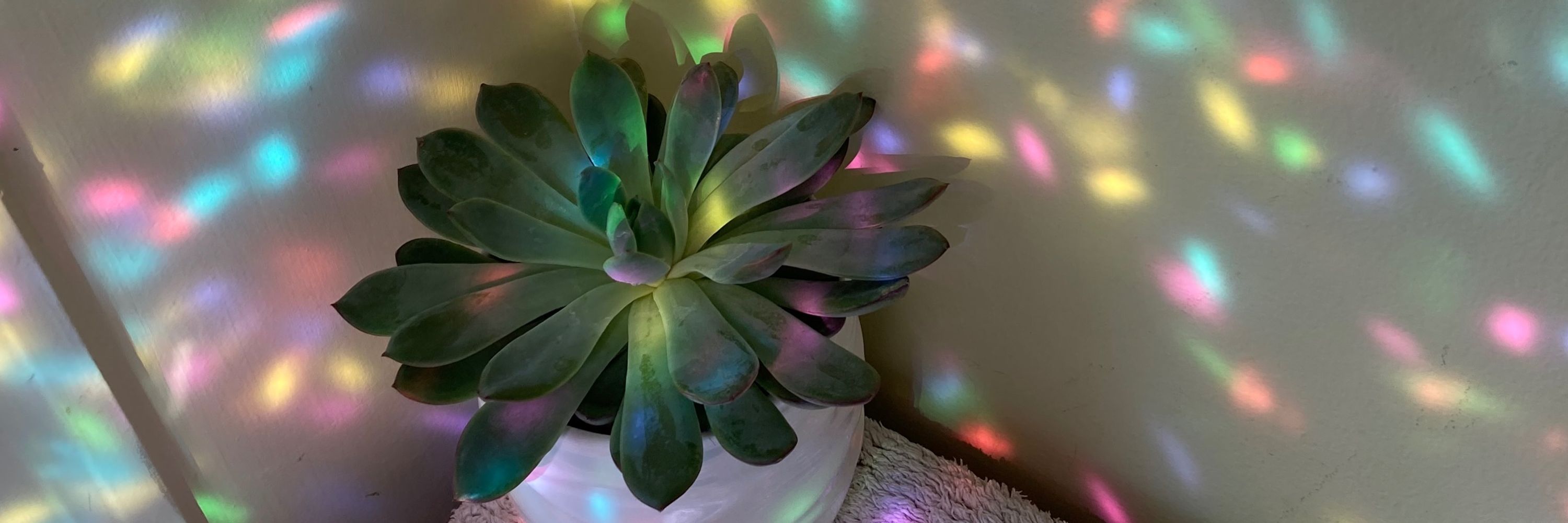 ellen 💕✨🌱