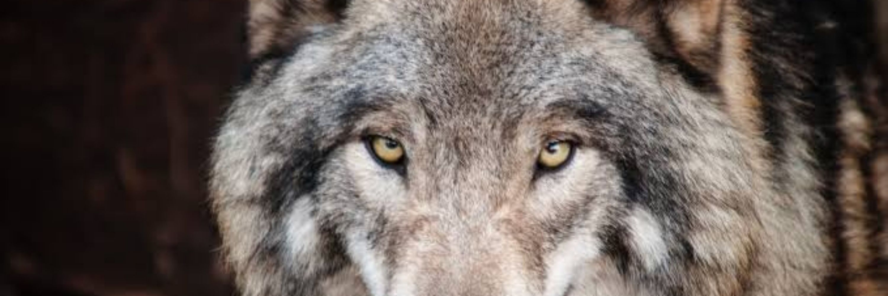 Prazer, sou seu Lobo