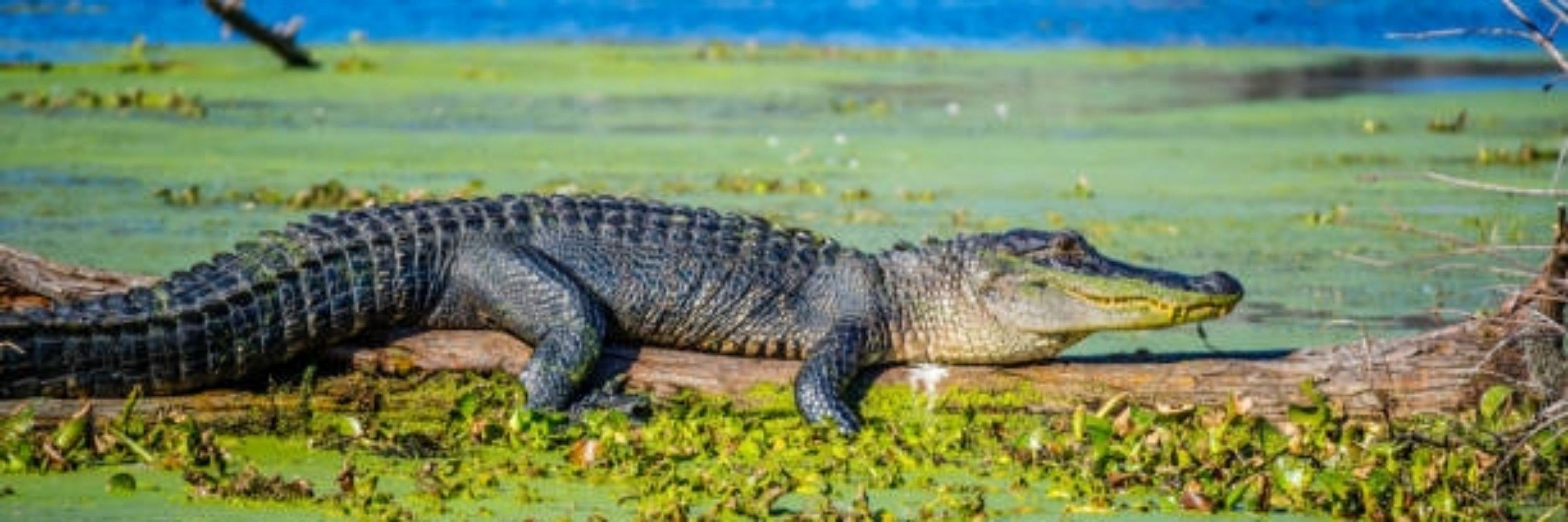 LilGator
