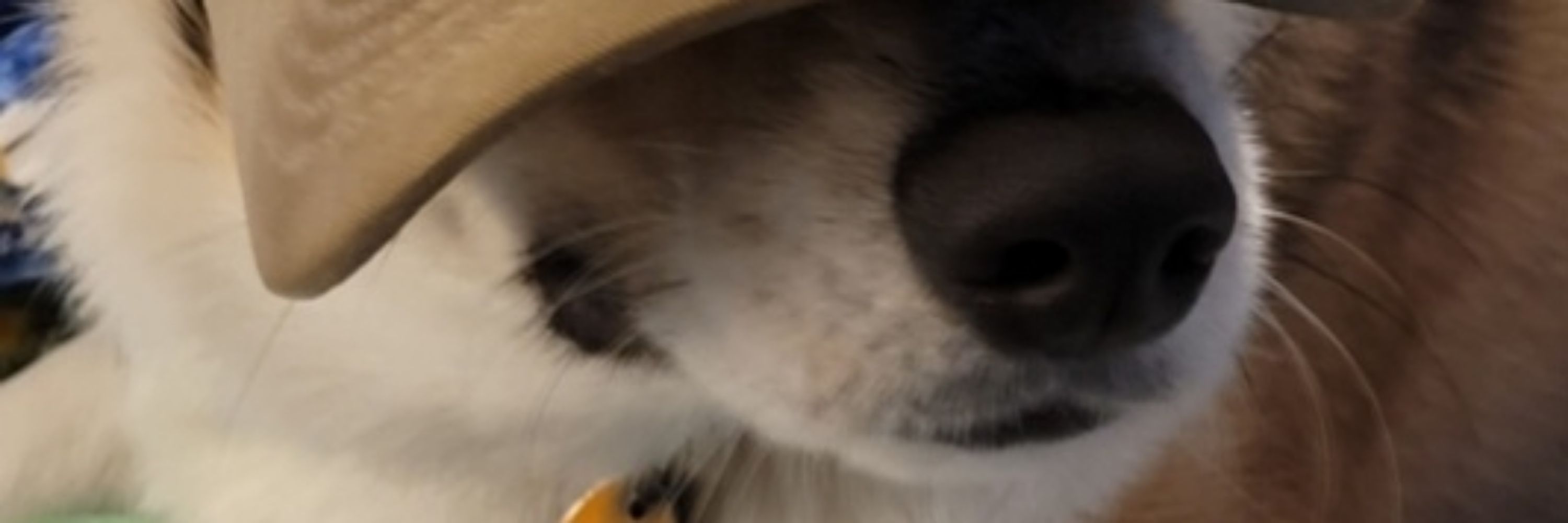 Bri