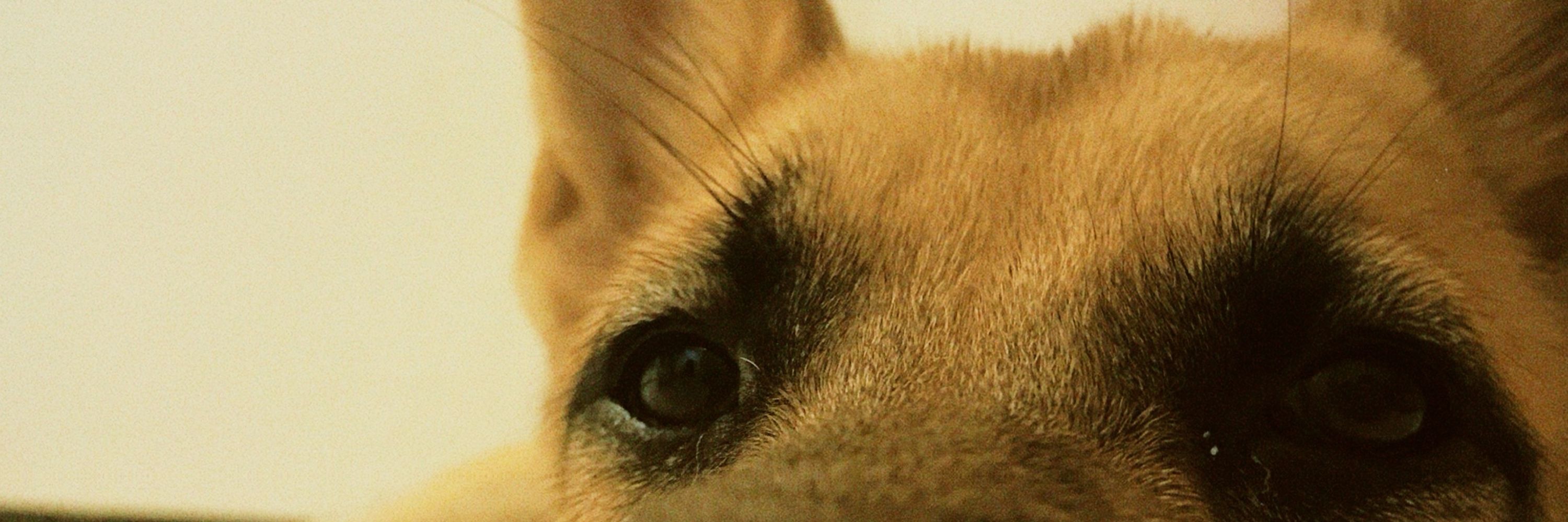 :) rafaella