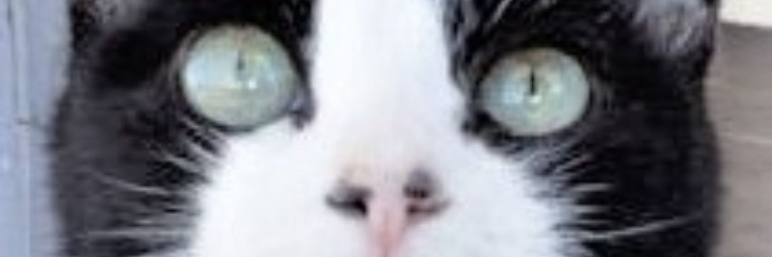 神猫シェンフー