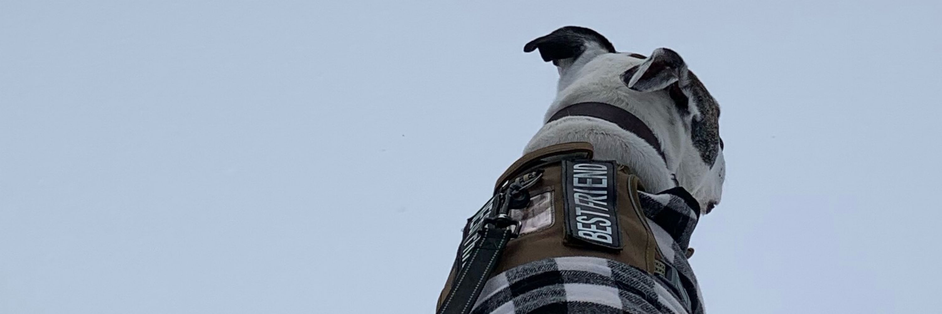 Mose Goes Walkies