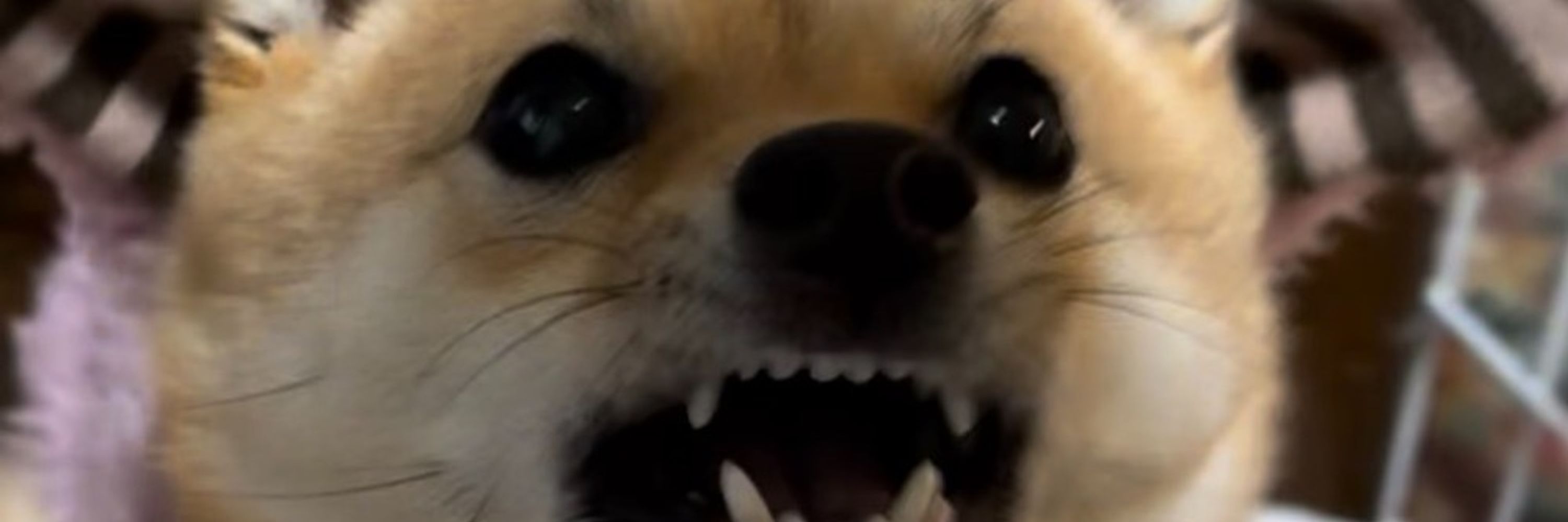 箕輪ふびきち