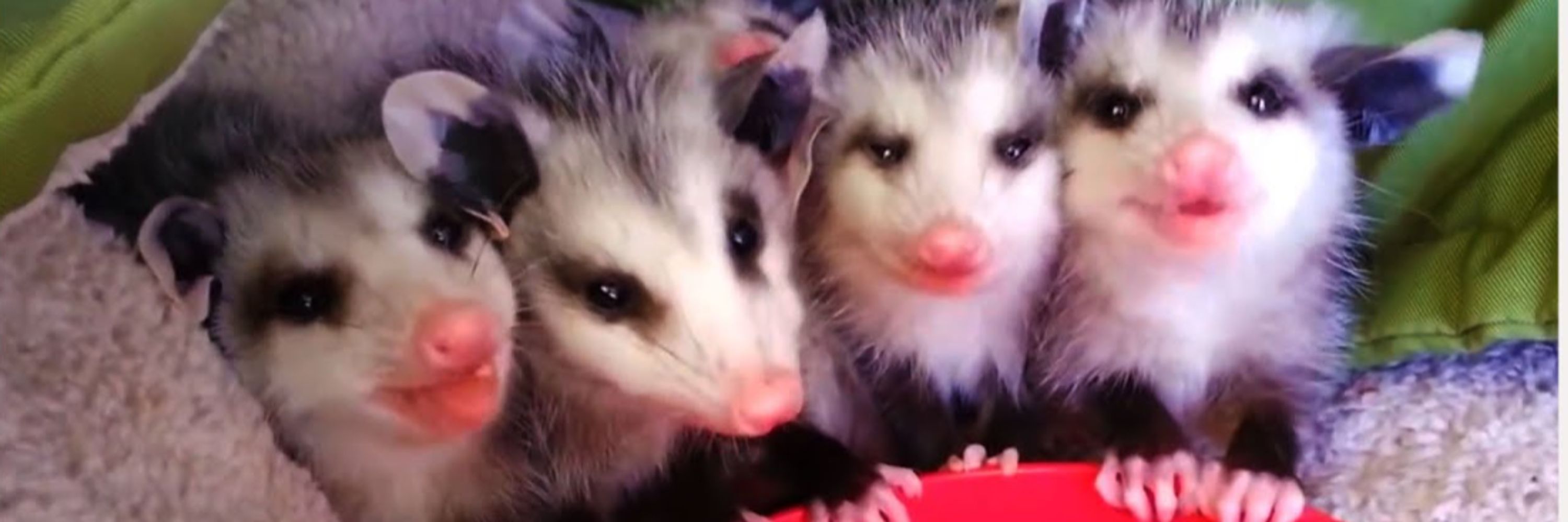 Lexxy Opossum