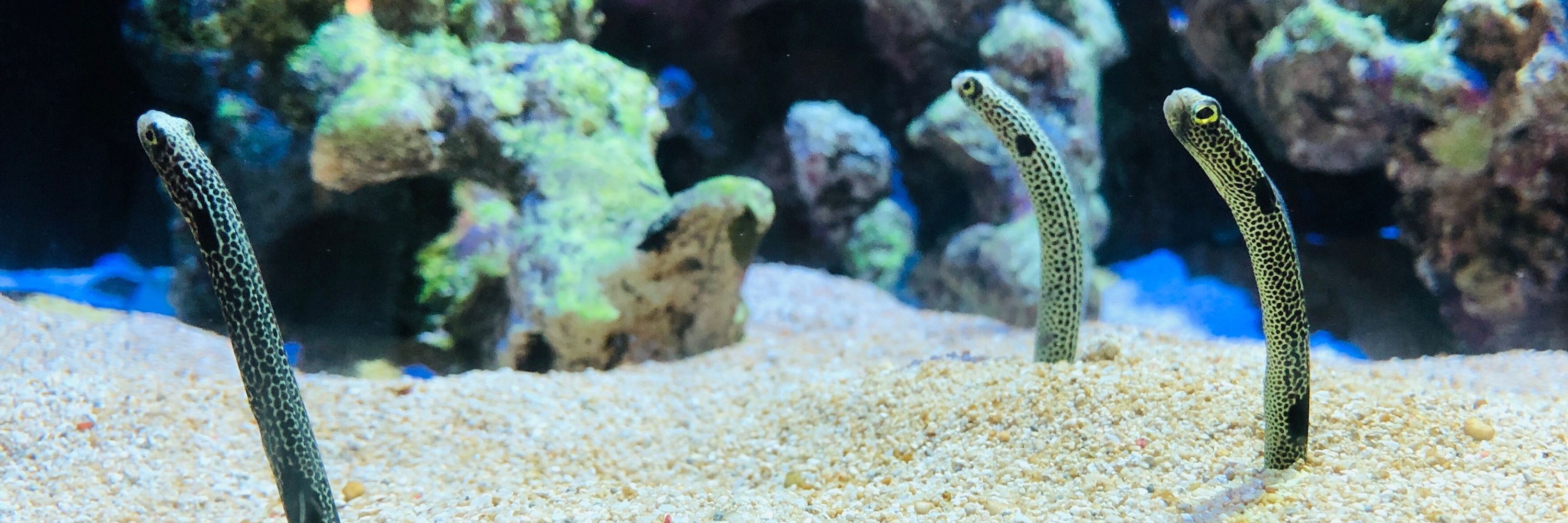 よもぎもち