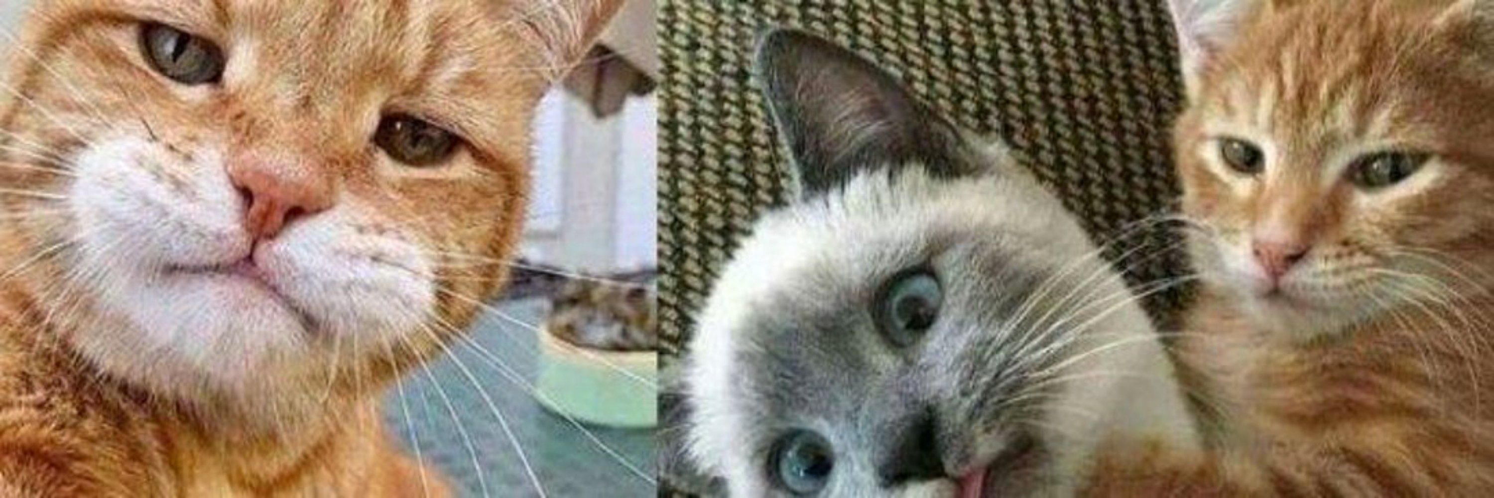 😼