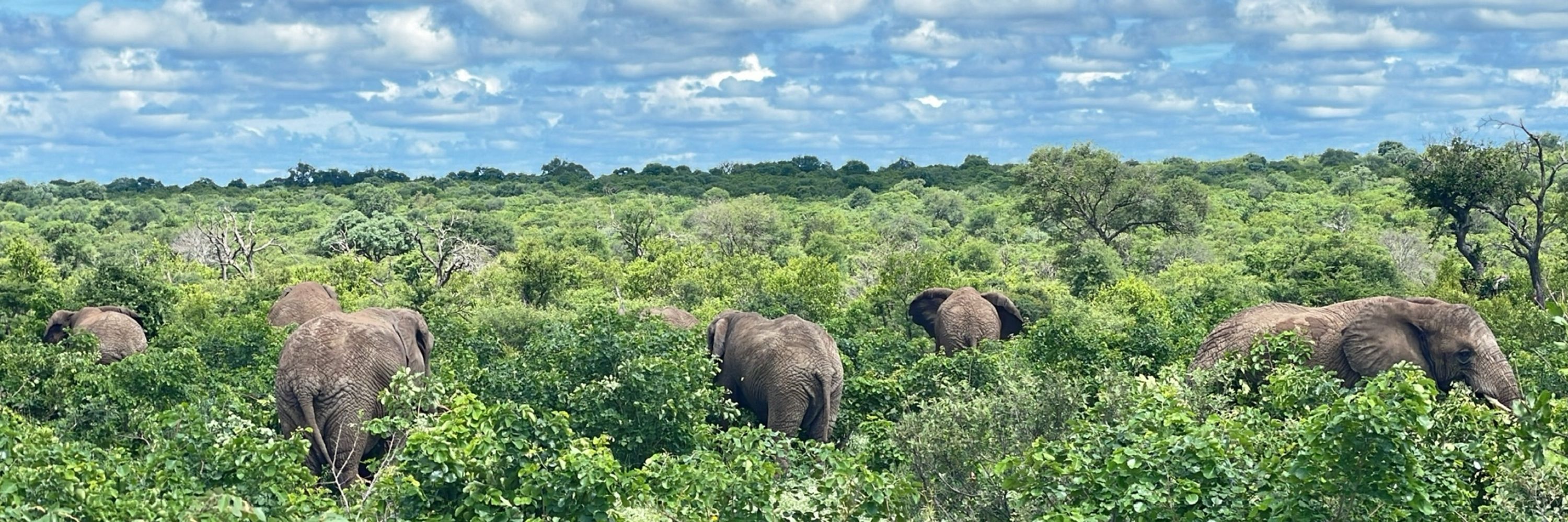 HERD | Hoedspruit Elephant Rehabilitation & Development