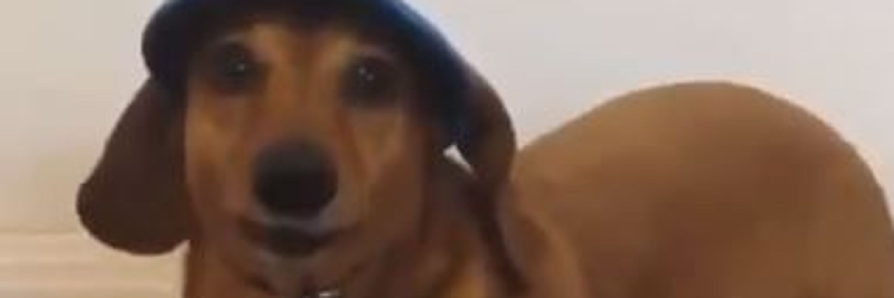 Skibert