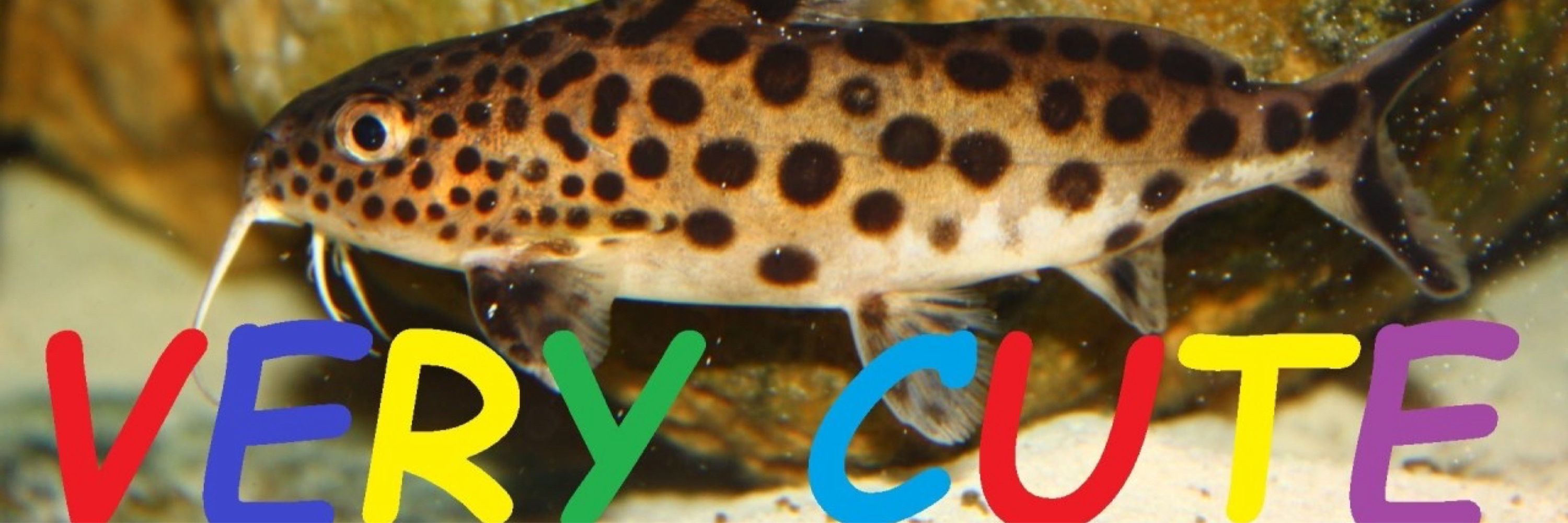 lui ☻
