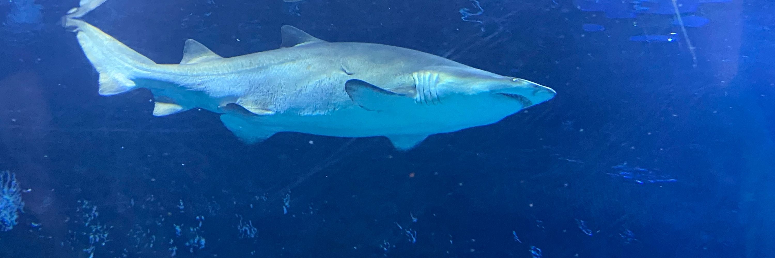 Sharkie