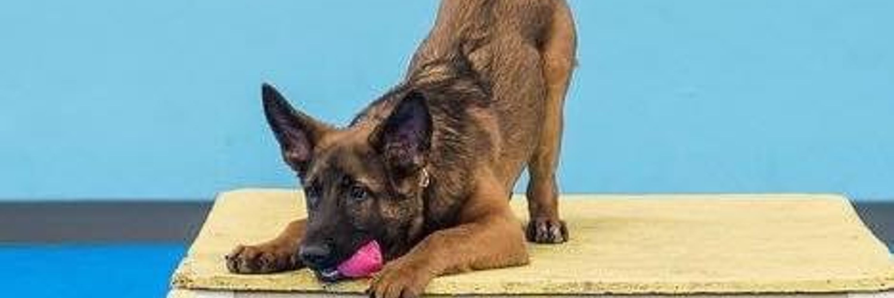 Ana The Dog Trainer