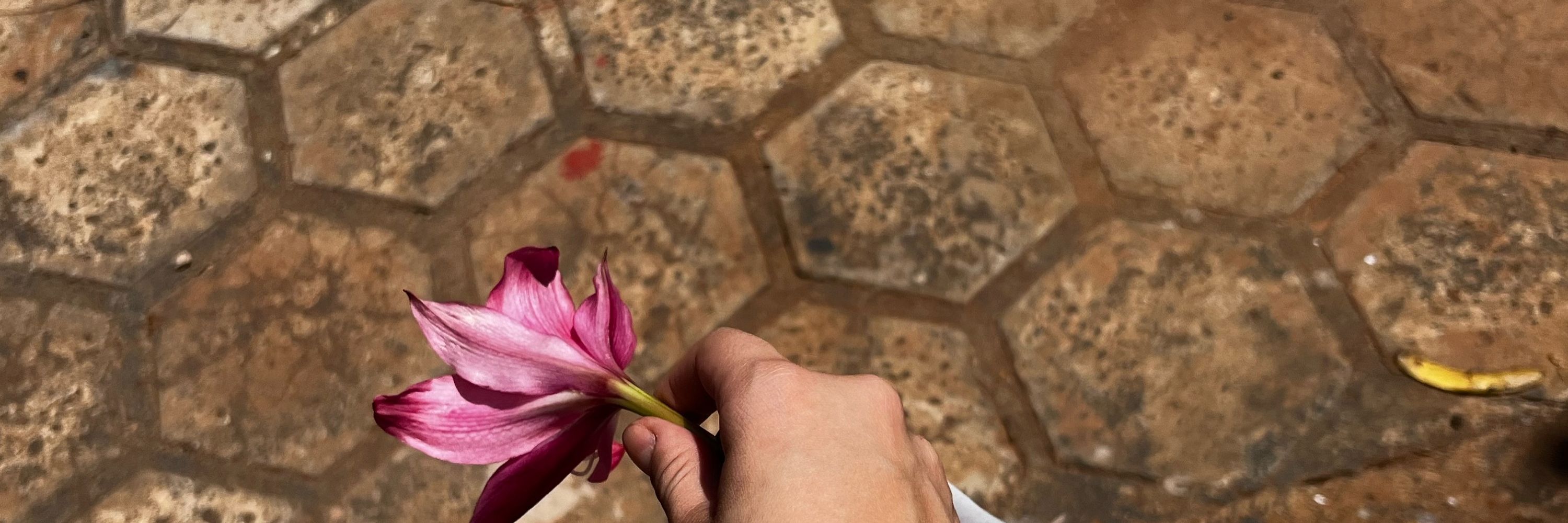 jujuba