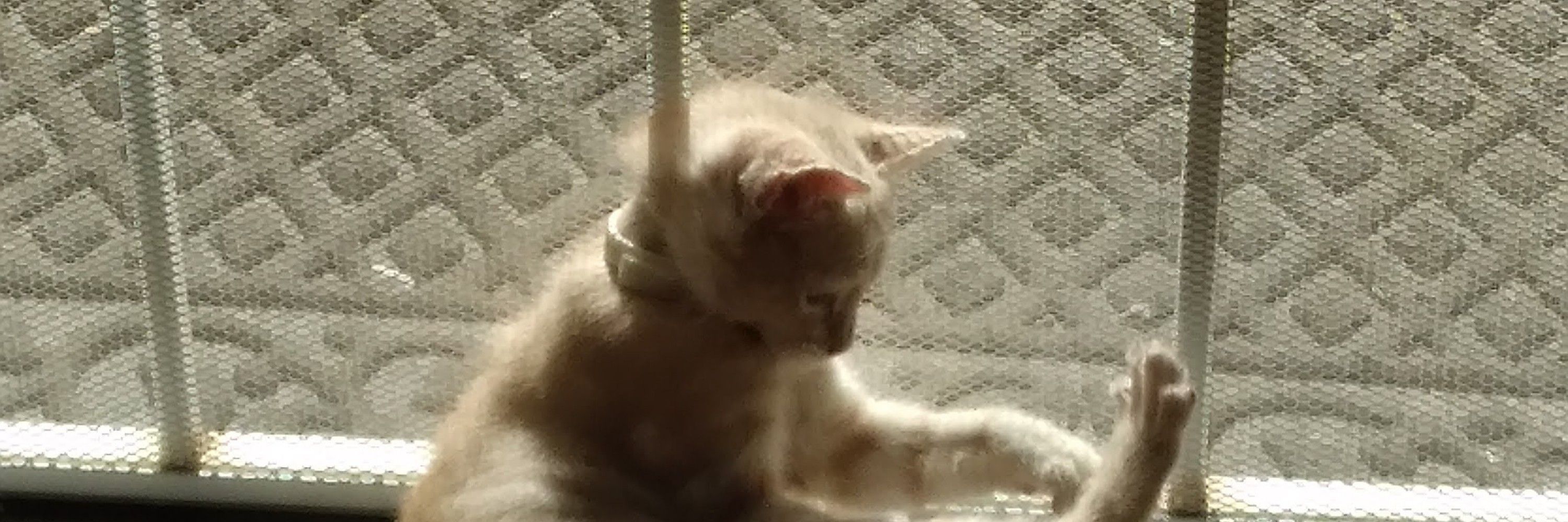 Kiwi the cat