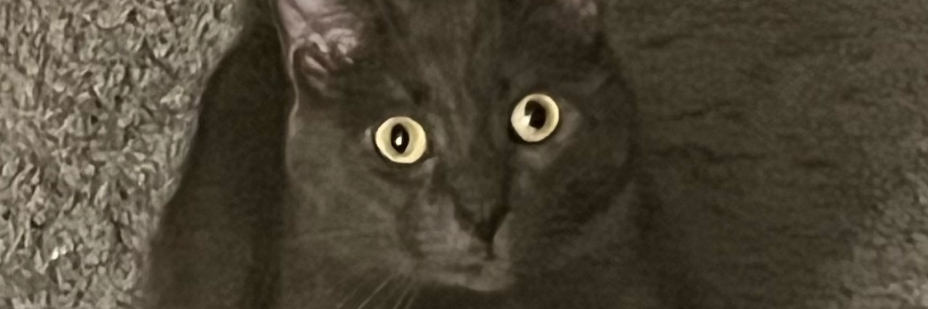El :3