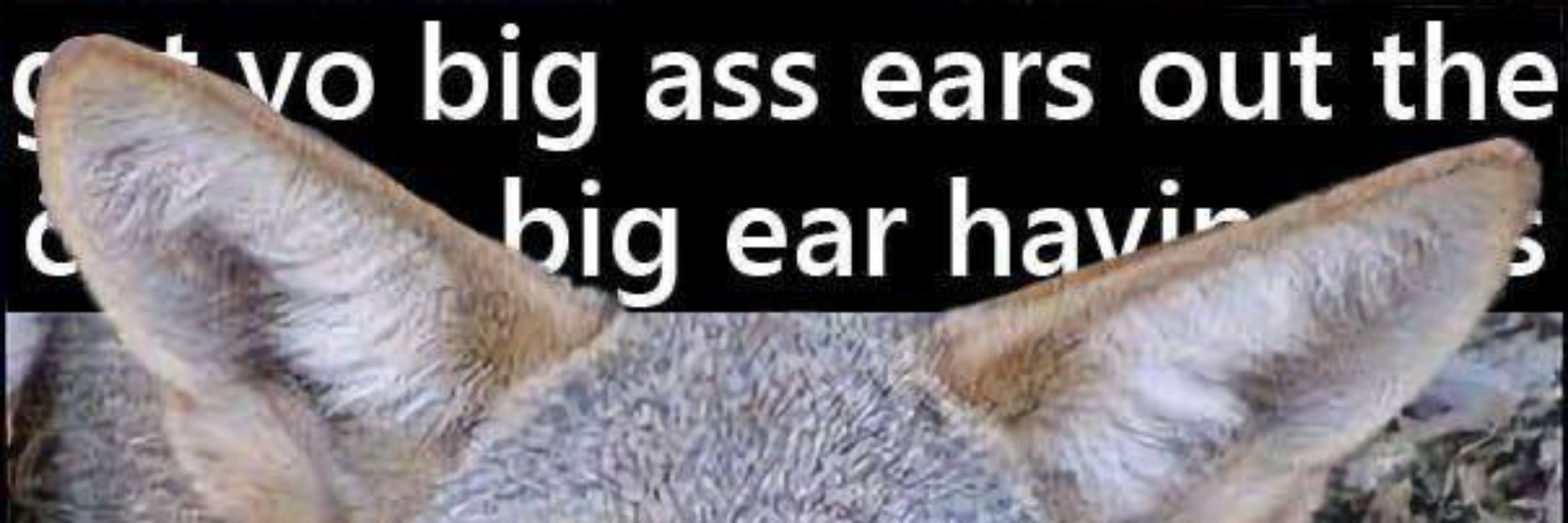 Texican yote 