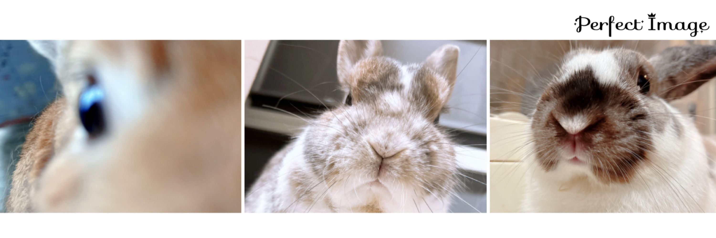 おにぎりうさぎ