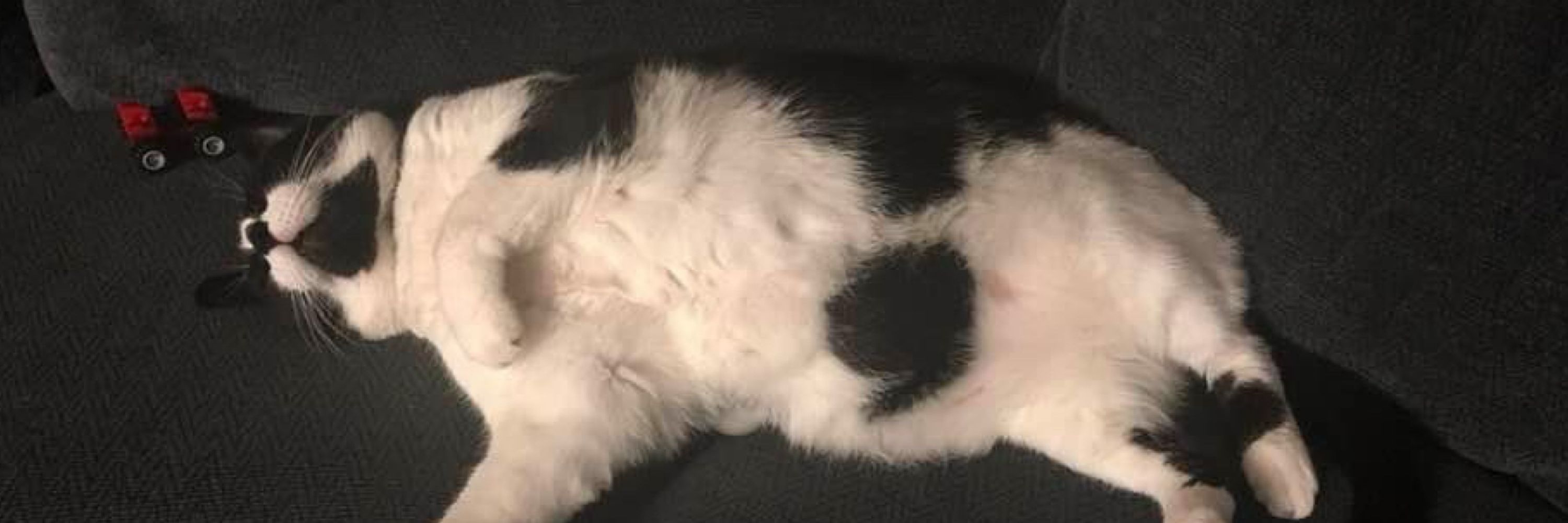 River Song, Tuxedo Goddess