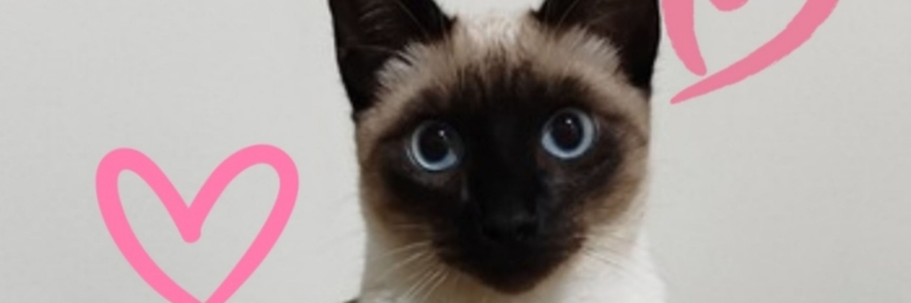Bibi