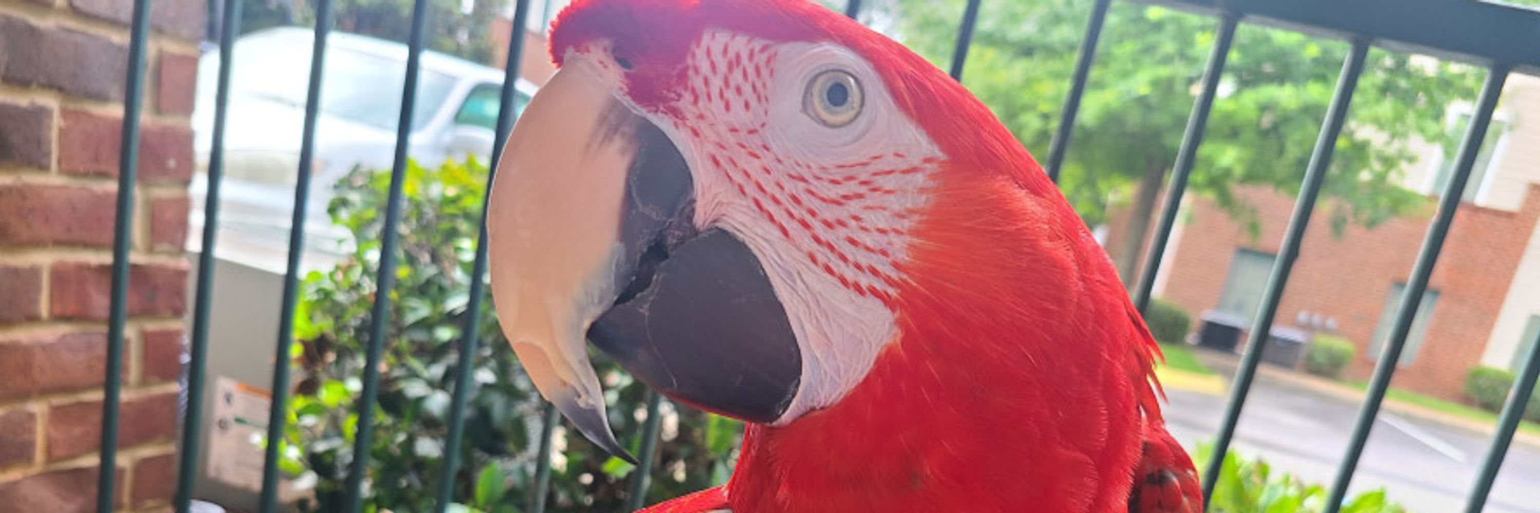 Bob the Bird