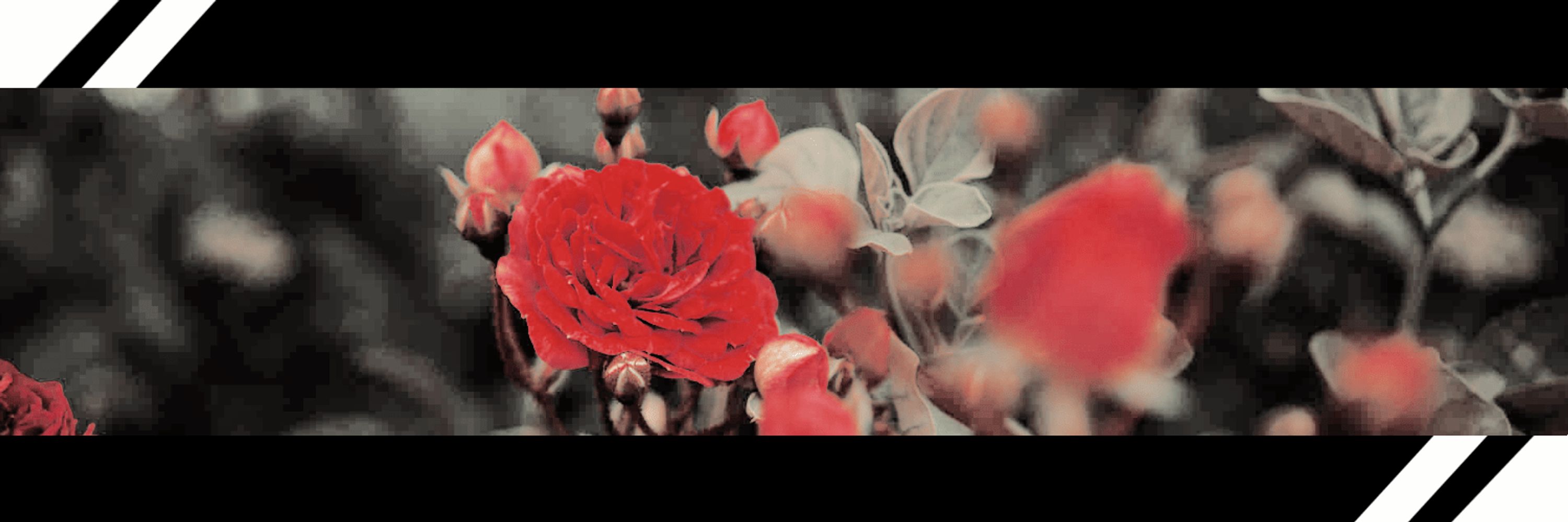 — 𝐁𝐥𝐢𝐧𝐝𝐞𝐝 𝐇𝐚𝐫𝐫𝐨𝐰 . 「ゾロアーク」