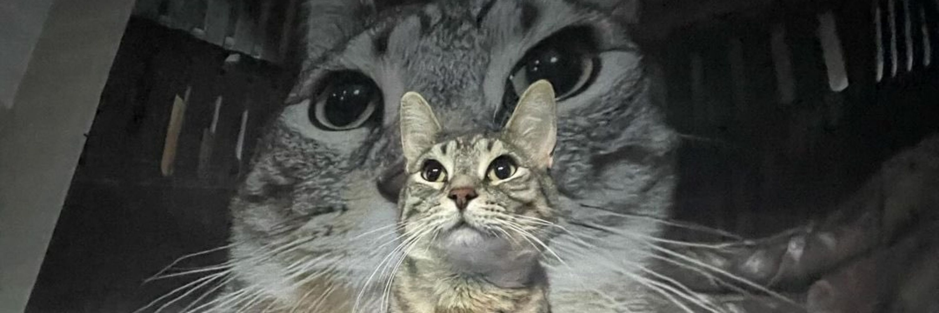 Wilma